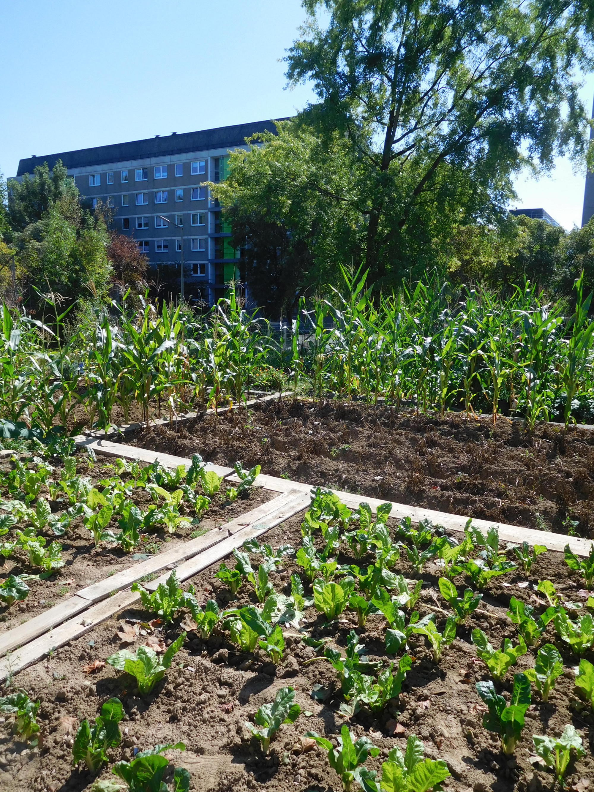 31.8.16, Internationaler Garten Brückenhof